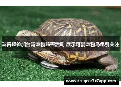 戴资颖参加台湾宠物慈善活动 展示可爱宠物乌龟引关注